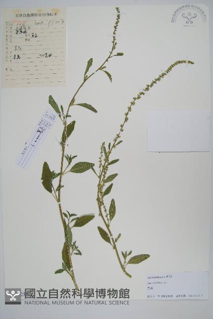 登錄號:S105251藏品圖，第1張