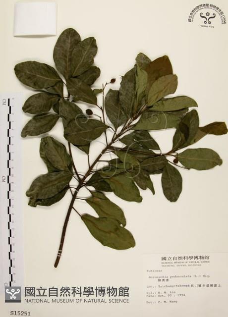 降真香藏品圖，第1張