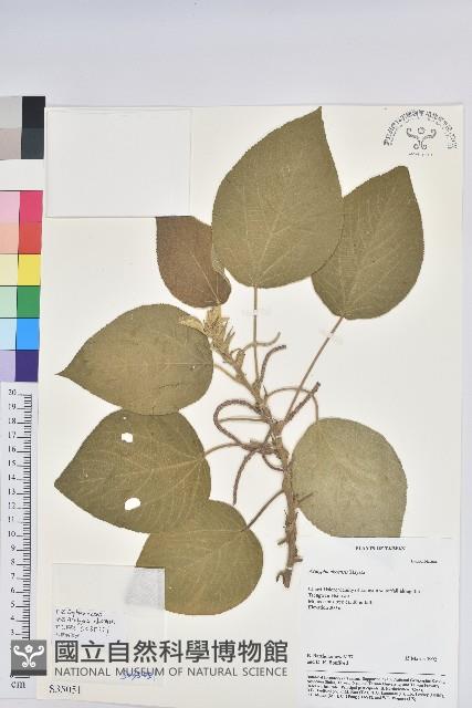 密花苧麻、木苧麻藏品圖，第1張