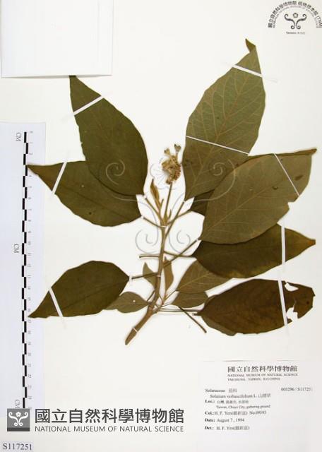 山煙草藏品圖，第1張