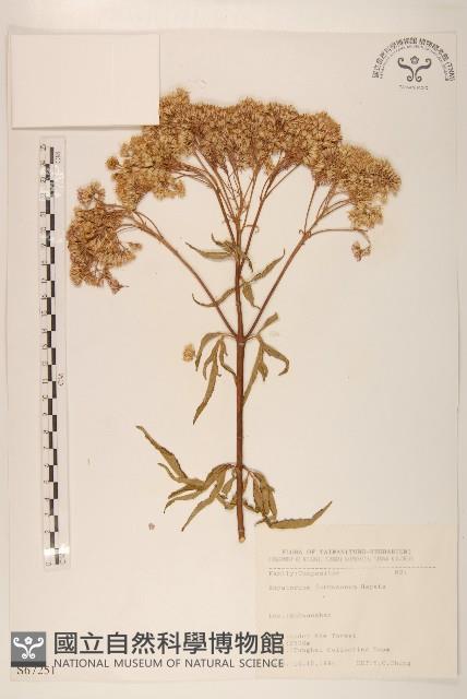 臺灣澤蘭藏品圖，第1張