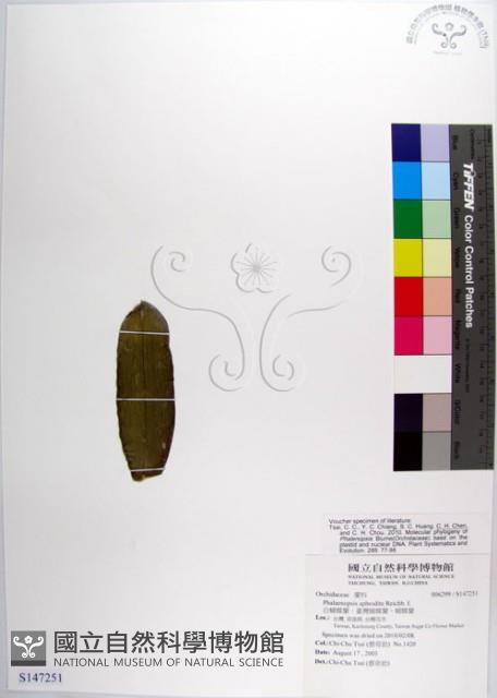 白蝴蝶蘭、臺灣蝴蝶蘭、蝴蝶蘭藏品圖，第1張