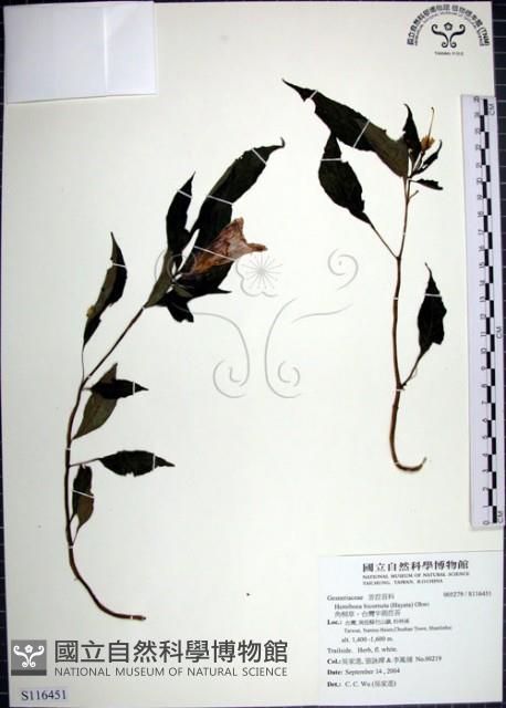 角桐草、台灣半蒴苣苔藏品圖，第1張