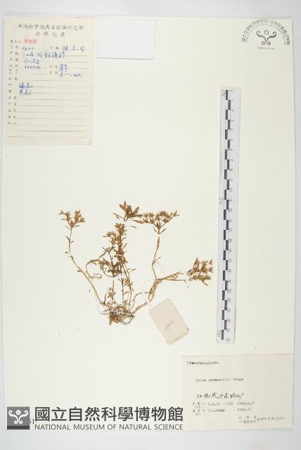 垂盆草藏品圖，第1張