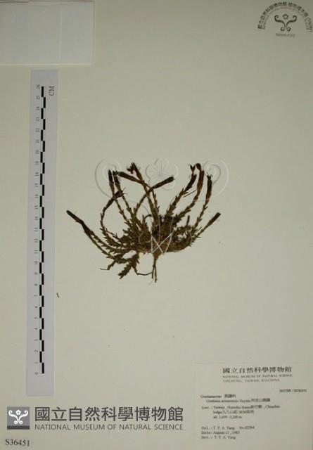 阿里山龍膽藏品圖，第1張