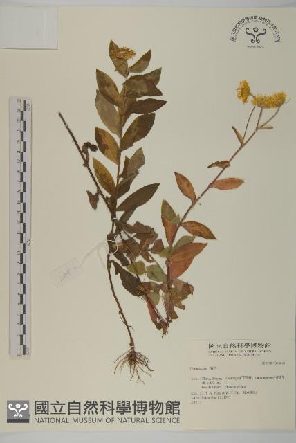 登錄號:S046451藏品圖，第1張