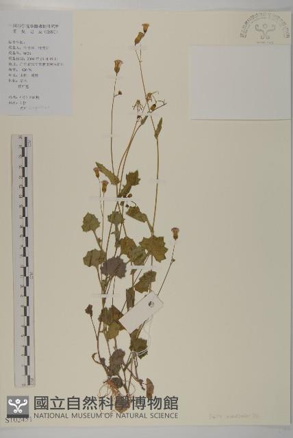 小葉一點紅藏品圖，第1張
