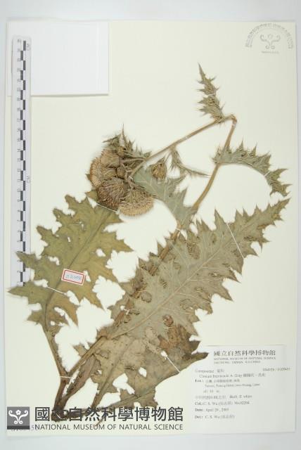 白花小薊藏品圖，第1張