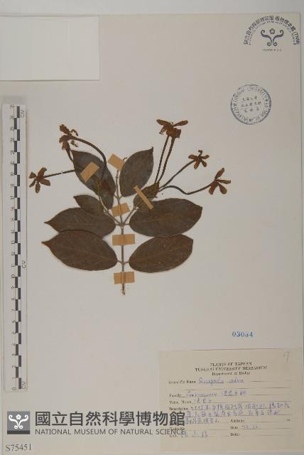 使君子藏品圖，第1張