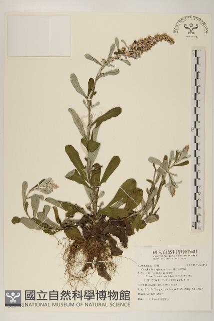 裏白鼠麴草藏品圖，第1張