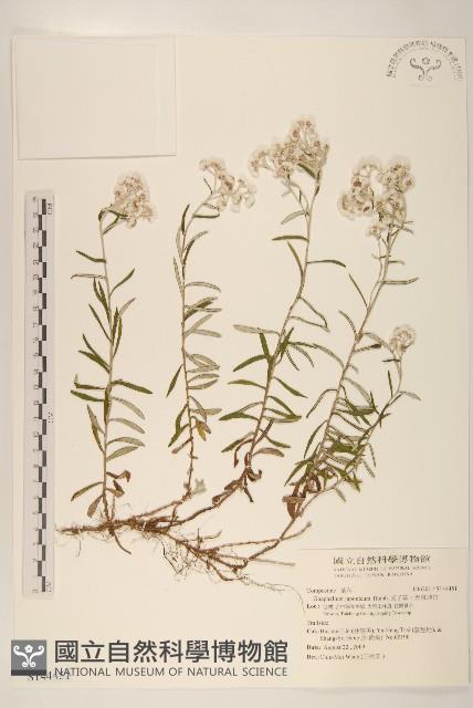 父子草、天青地白藏品圖，第1張