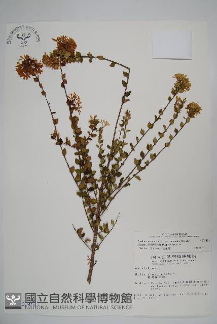 臺灣糯米條藏品圖，第1張