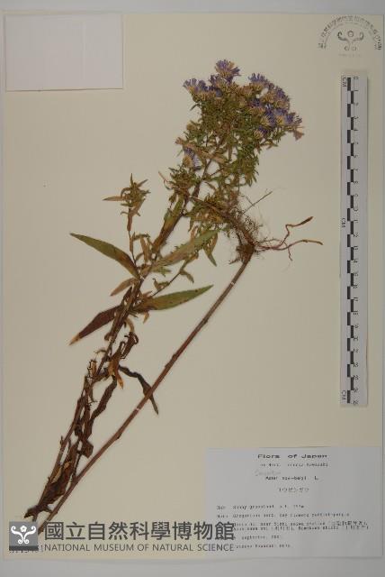 友禪花藏品圖，第1張