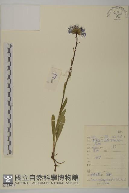 重冠紫菀藏品圖，第1張