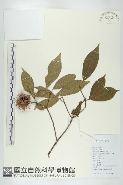 猴歡喜藏品圖，第1張