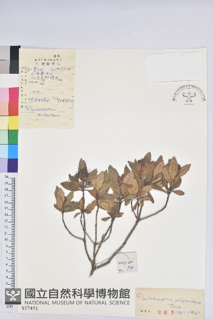 照白杜鵑藏品圖，第1張