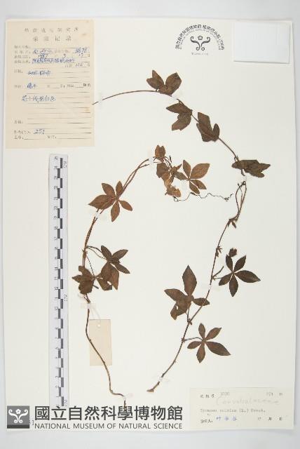 番仔藤藏品圖，第1張