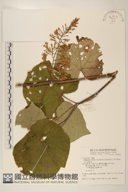 玉山蟹甲草藏品圖，第1張