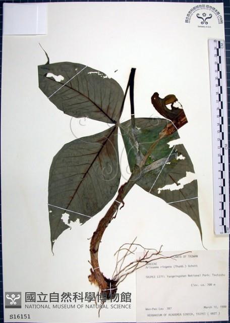 申跋、油跋、小天南星藏品圖，第1張