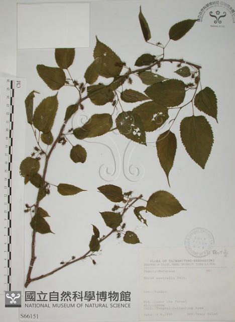 小桑樹藏品圖，第1張