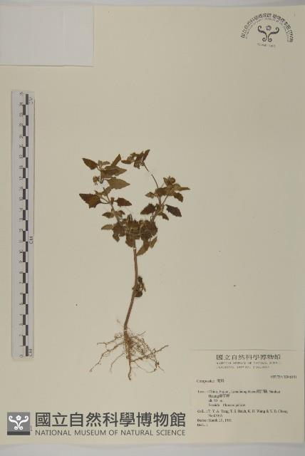 登錄號:S046151藏品圖，第1張