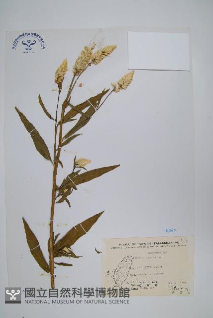 青葙藏品圖，第1張