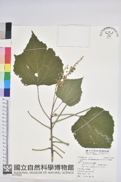 蟲屎藏品圖，第1張