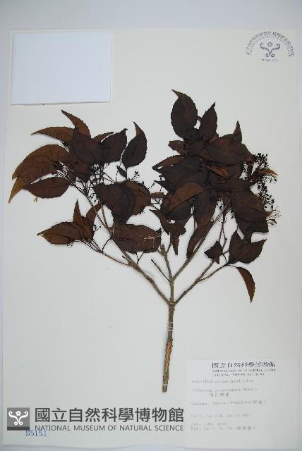 高山莢迷藏品圖，第1張