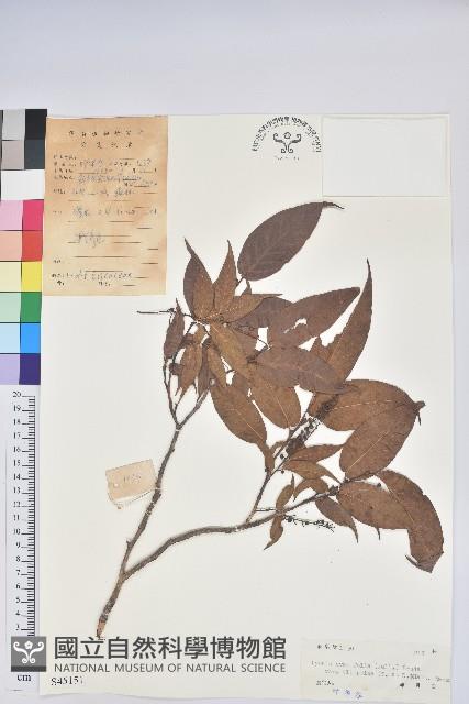 小果南燭藏品圖，第1張