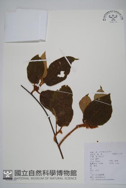 棕毛獼猴桃藏品圖，第1張