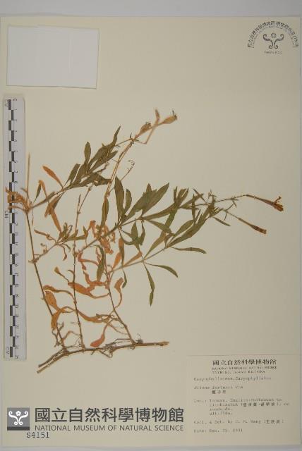 蠅子草藏品圖，第1張