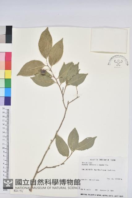 南仁鐵色藏品圖，第1張