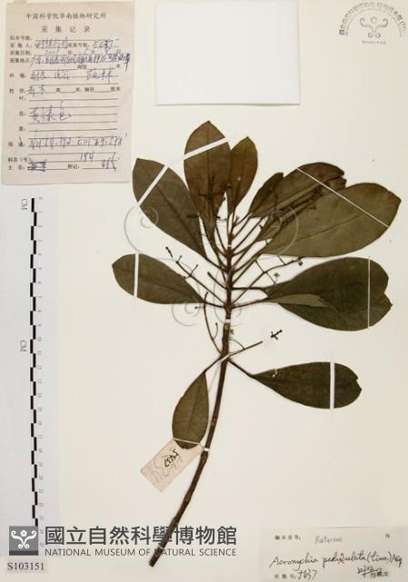 降真香藏品圖，第1張