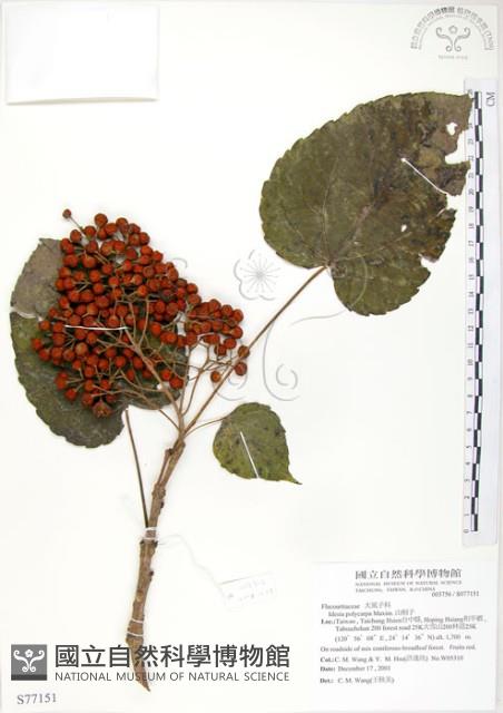 山桐子藏品圖，第1張