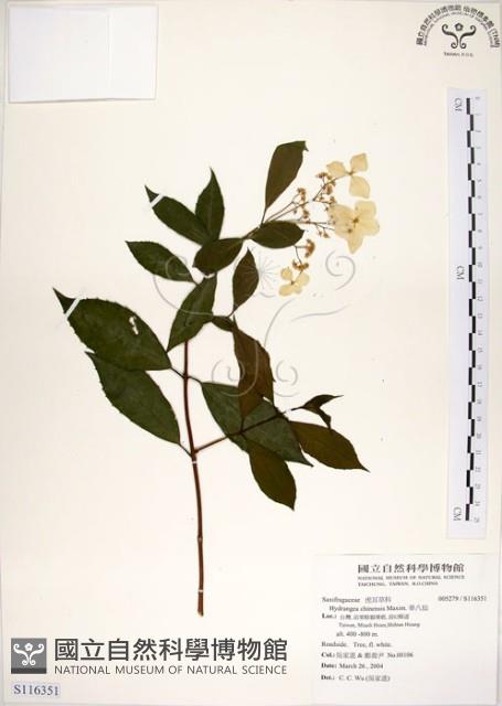 華八仙藏品圖，第1張