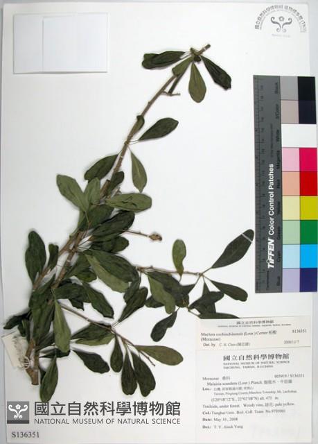 柘樹藏品圖，第1張