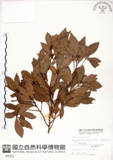 恆春楨楠藏品圖，第1張