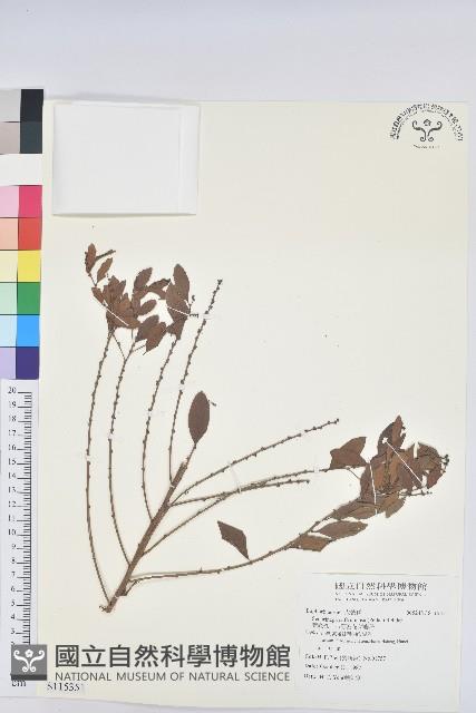 葉底珠、市蔥密花葉底珠藏品圖，第1張