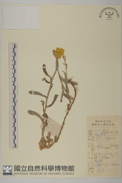 香青藏品圖，第1張