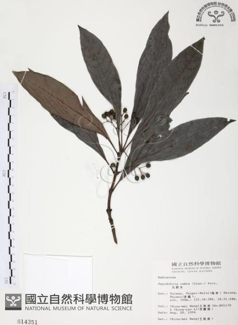 九節木、牛屎烏、青龍吐霧藏品圖，第1張