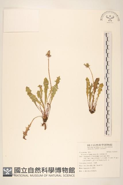 小果蒲公英藏品圖，第1張