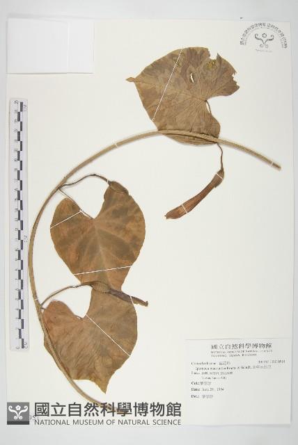 圓萼天茄兒藏品圖，第1張