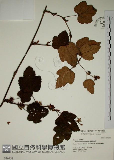 臺灣懸鉤子藏品圖，第1張