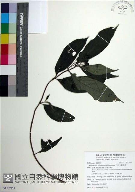 台北玉葉金花藏品圖，第1張