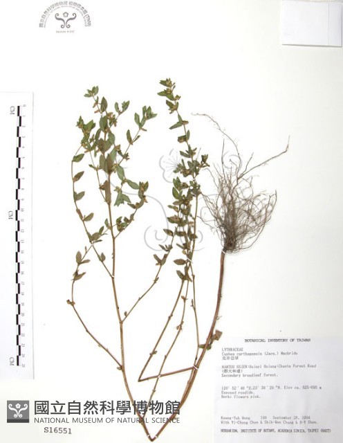 克非亞草藏品圖，第1張