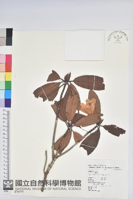 森氏杜鵑、森氏滿江紅藏品圖，第1張