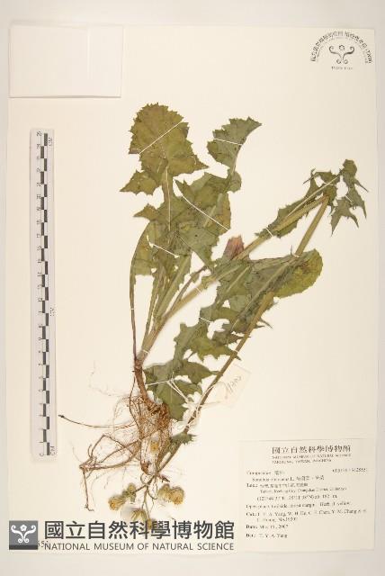 苦滇菜、苦菜藏品圖，第1張