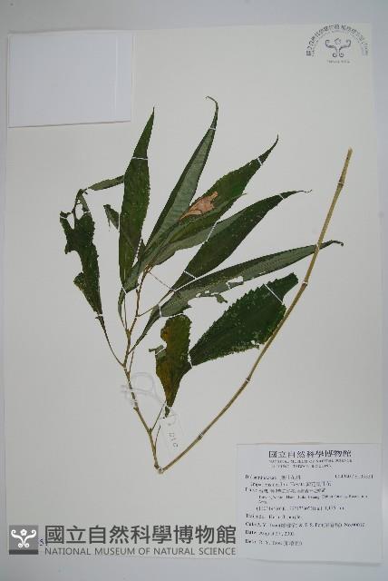 紫花鳳仙花藏品圖，第1張