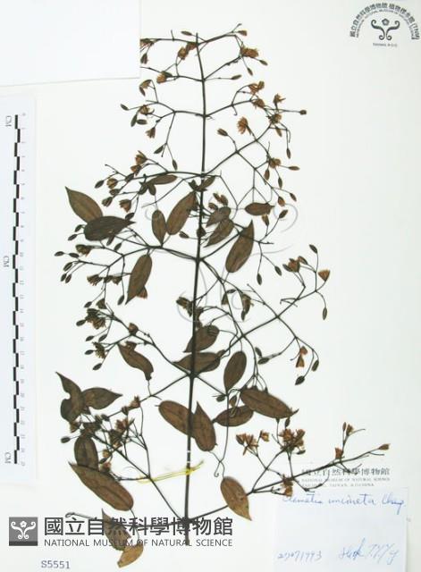 柱果鐵線蓮藏品圖，第1張