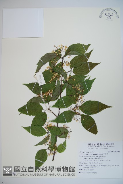 紅子莢迷藏品圖，第1張